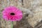 Closeup of gerbera flower in the summer