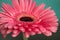 Closeup of gerbera flower in the summer