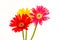 Closeup gerbera flower , white background