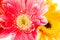 Closeup gerbera flower , white background
