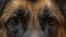 Closeup of German Shepherd looking directly at camera
