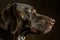 Closeup of a German Shorthair Pointer Hunting Dog