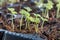 Closeup of germinated Chinese cabbage or choy sum on compost soil germination tray