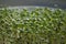 Closeup of germinated seeds of garden cress grown on window sill