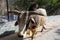 Closeup of Giant Brahman Bull