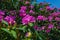 Closeup of a Giant Catawba Rhododendron Shrub