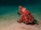 Closeup with Giant Frogfish during a leisure dive in Mabul Island, Semporna. Tawau, Sabah. Malaysia, Borneo.