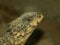 Closeup of a giant girdled lizard with cute little eyes on a blurred background in the wilderness