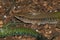 Closeup of the giant or green ameiva, South American ground lizard, Amazon racerunner or Ameiva maeiva