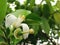 Closeup Giant Lemon flower