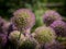 Closeup of giant onions in a garden in spring