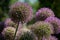 Closeup of giant onions in a garden in spring