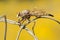 Closeup of a Giant Robber Fly