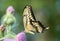 Closeup of Giant Swallowtail Papilio cresphontes, Ontario