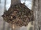 Closeup of a Giant Tree Burl or Burr