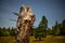 Closeup of giant tree snags with green trees, yellowing grass, and blue sky background