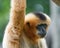 Closeup of a gibbon monkey hanging on a green tree branch