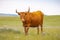 Closeup of the ginger bull in the field.