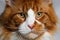 Closeup ginger Maine Coon cat