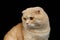 Closeup Ginger Scottish Fold Cat Looking at left isolated on Black