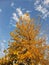 closeup of gingko tree in early winter