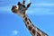 Closeup of giraffe