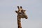 Closeup Giraffe