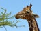 Closeup Giraffe Acacia Africa