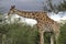 Closeup of a giraffe with birds, Kruger National Park, South Africa