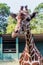 Closeup giraffe in Dehiwala Zoo.