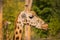 Closeup of a giraffe eating grass