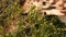 Closeup of a giraffe eating green plants