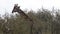 Closeup Giraffe eating leaves of a tree.