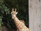 Closeup of giraffe feeding. Beautiful animal