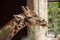 Closeup of giraffe feeding. Beautiful animal