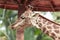 Closeup of giraffe feeding. Beautiful animal