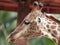 Closeup of giraffe feeding. Beautiful animal