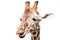 Closeup of a giraffe isolated on a white background