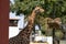 Closeup of a giraffe in the park of legends zoo in Lima, Peru