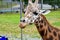 A closeup Giraffe standing on the ground.