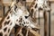 Closeup of a giraffe surrounded by fences and giraffes under the sunlight with a blurry background
