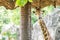 Closeup giraffe under sunshade at the zoo background