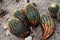 Closeup of glaucous barrel cactus plants in a desert garden