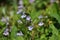 Closeup of Glechoma hederacea