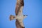 Closeup of a gliding osprey hunting sea hawk