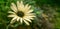 Closeup of a glittering yellow cape marguerite against green foliage background