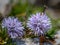 Closeup of Globularia nudicaulis in the Austrian Alps