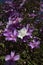 Closeup of glory bush, or manaca da serra, in bloom