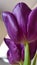 Closeup of glossy surface of purple petals of tulip flower on light background. Floral texture closeup. Blue pink tulip on stem
