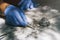 Closeup of gloved hands removing old wax with a wax comb